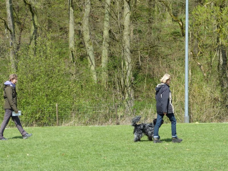 Obedience Prüfung 2015