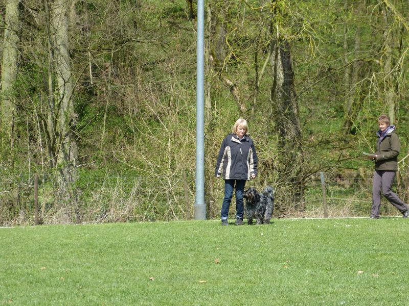 Obedience Prüfung 2015