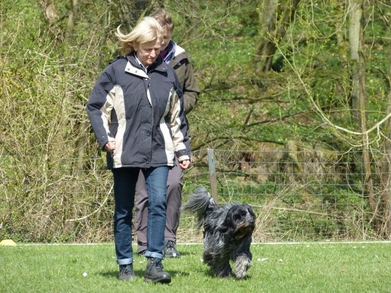 Obedience Prüfung 2015
