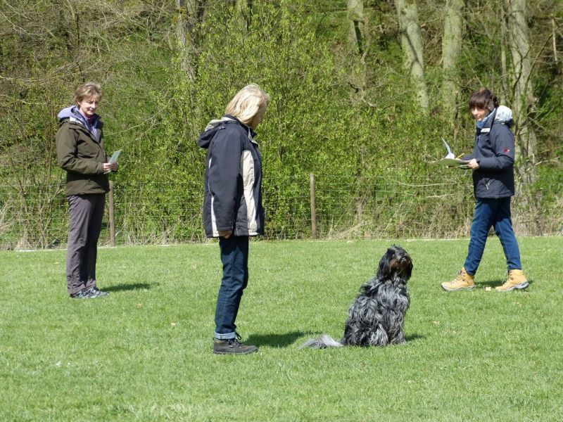 Obedience Prüfung 2015