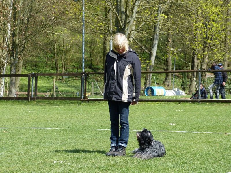 Obedience Prüfung 2015