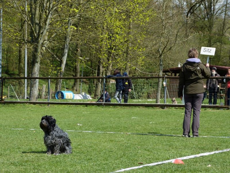 Obedience Prüfung 2015
