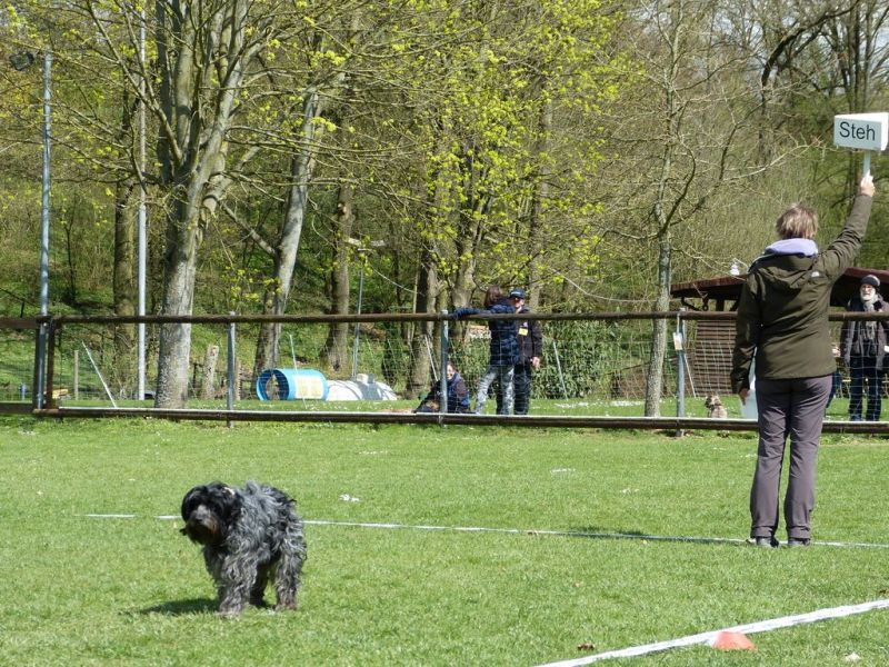Obedience Prüfung 2015