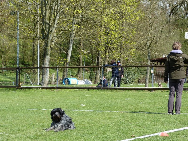 Obedience Prüfung 2015