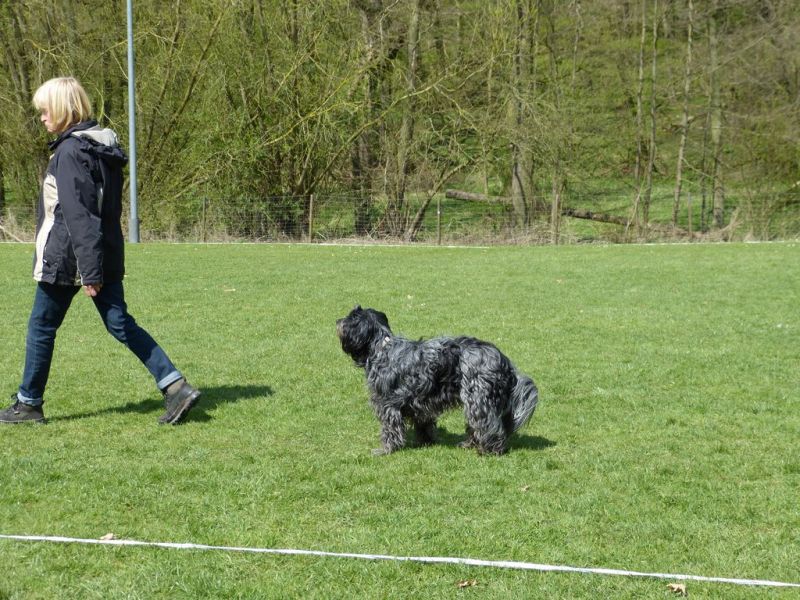Obedience Prüfung 2015