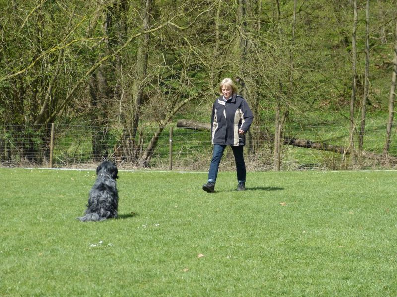 Obedience Prüfung 2015