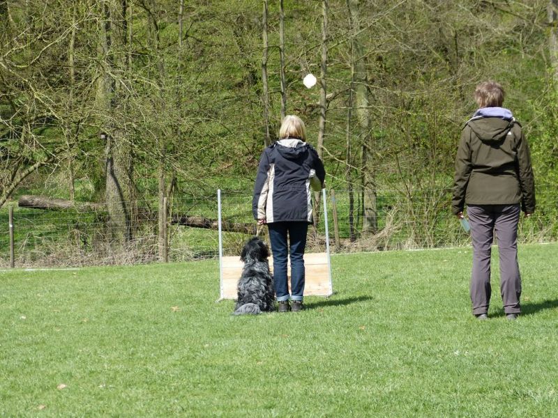 Obedience Prüfung 2015