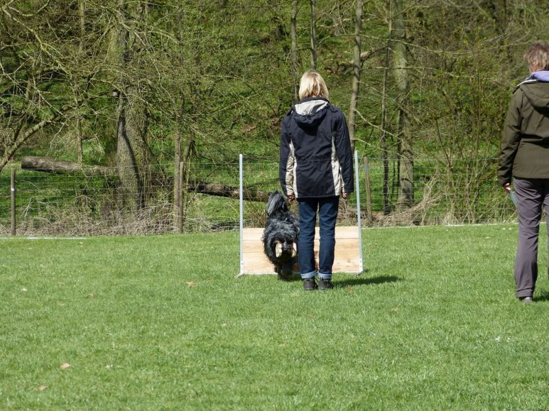 Obedience Prüfung 2015