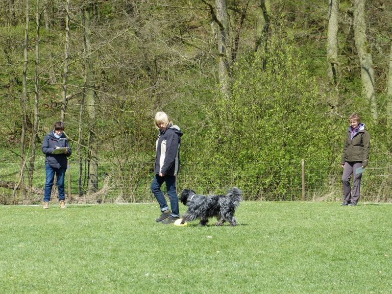 Obedience Prüfung 2015