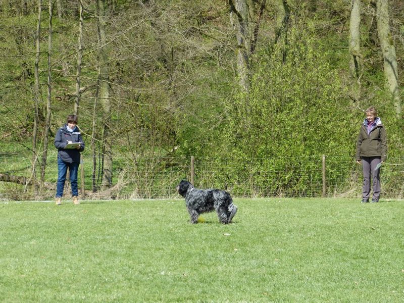Obedience Prüfung 2015