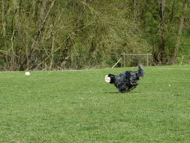 Obedience Prüfung 2015