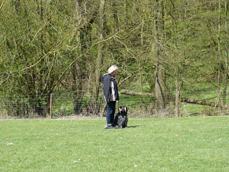Obedience Prüfung 2015