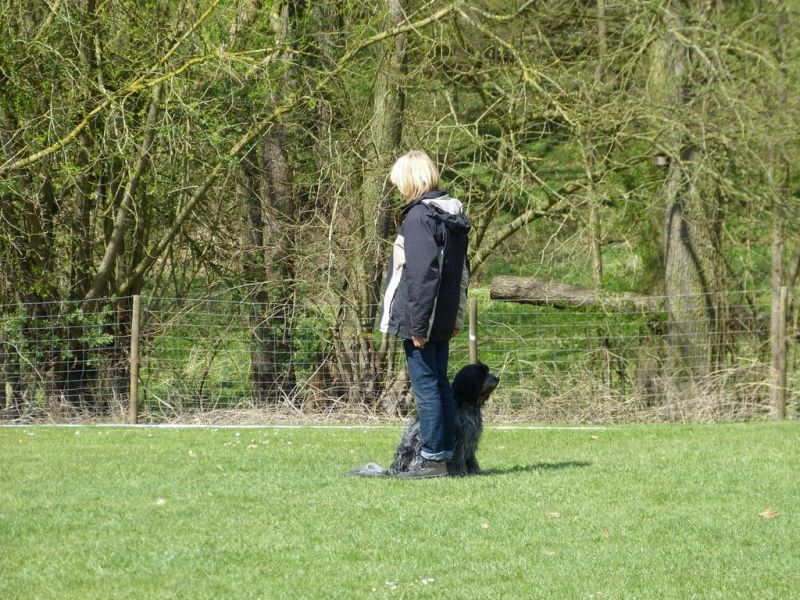 Obedience Prüfung 2015