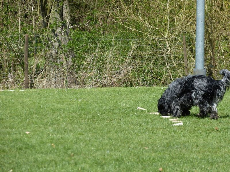 Obedience Prüfung 2015
