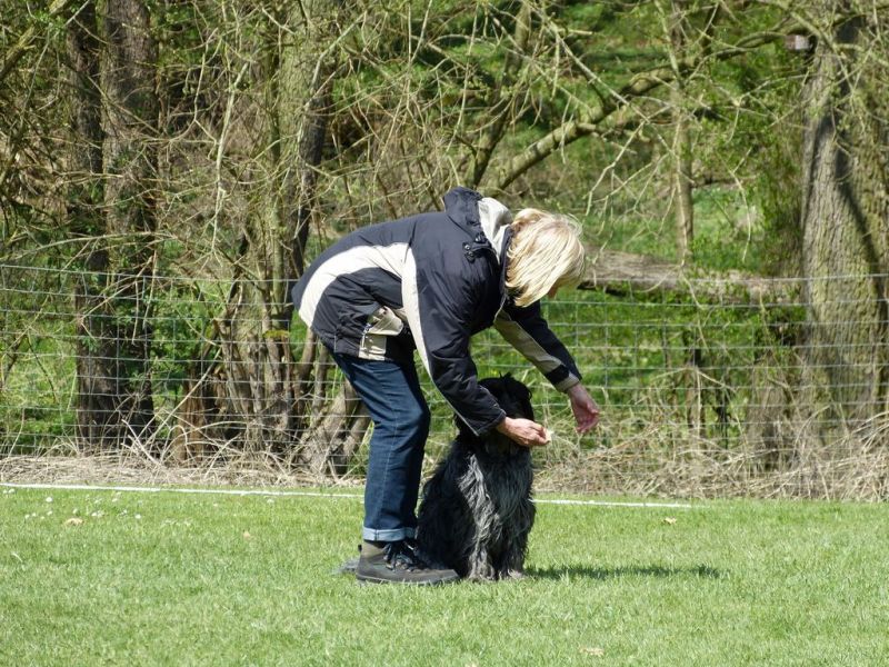 Obedience Prüfung 2015