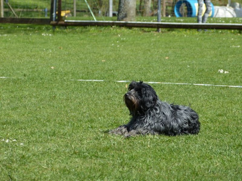 Obedience Prüfung 2015