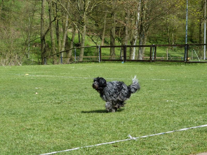 Obedience Prüfung 2015