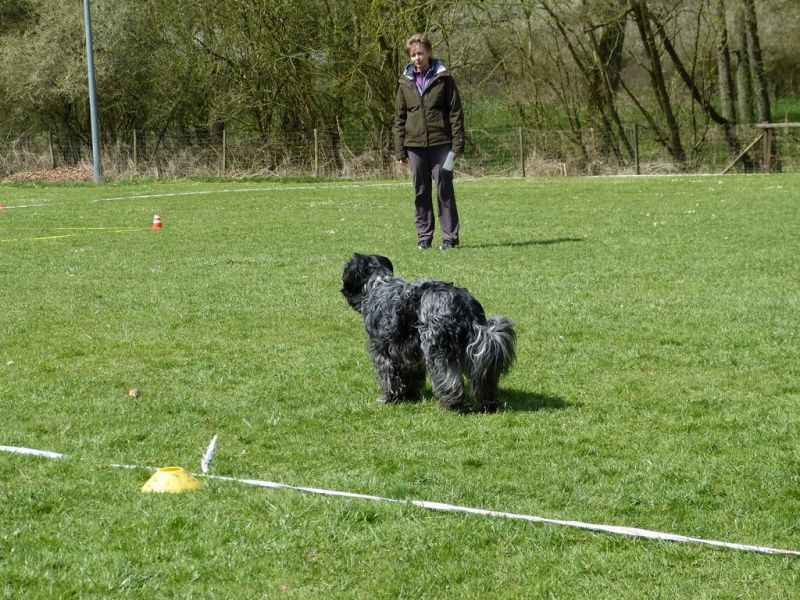 Obedience Prüfung 2015