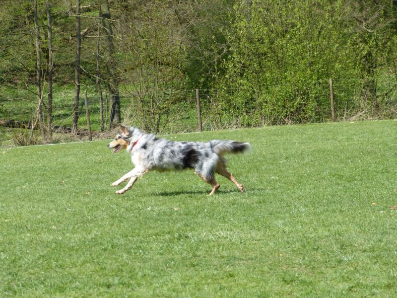 Obedience Prüfung 2015