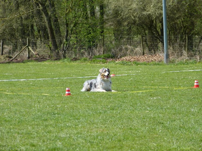 Obedience Prüfung 2015
