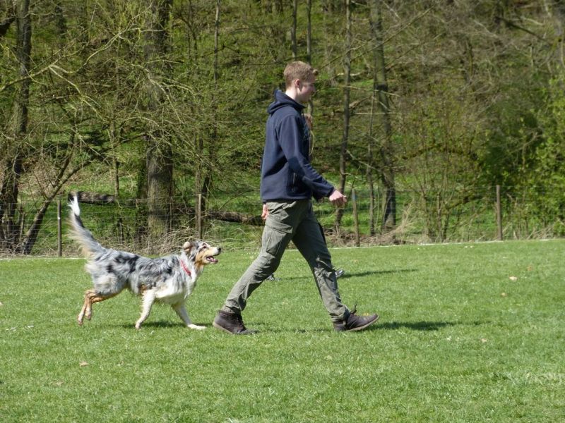 Obedience Prüfung 2015
