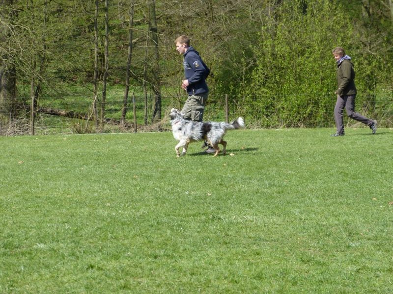 Obedience Prüfung 2015