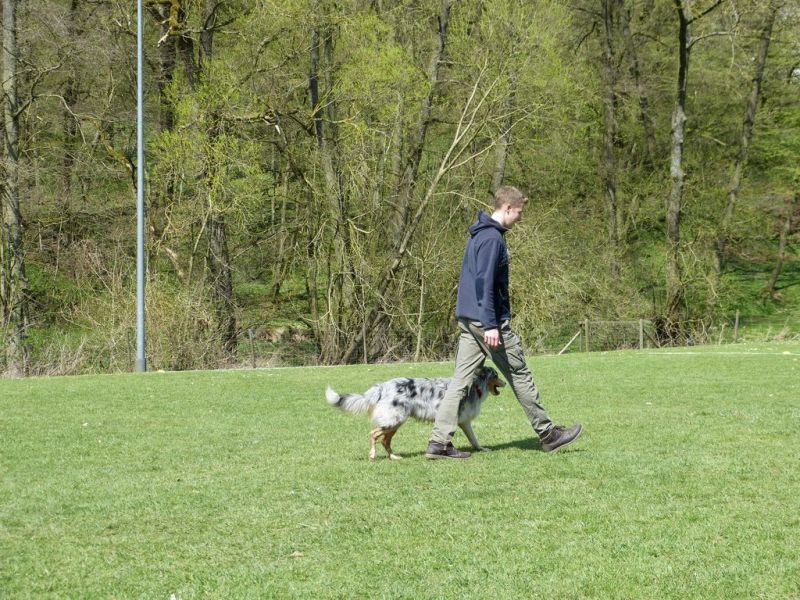 Obedience Prüfung 2015
