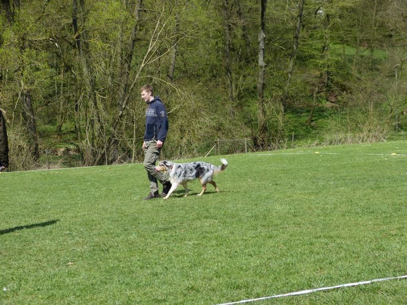Obedience Prüfung 2015