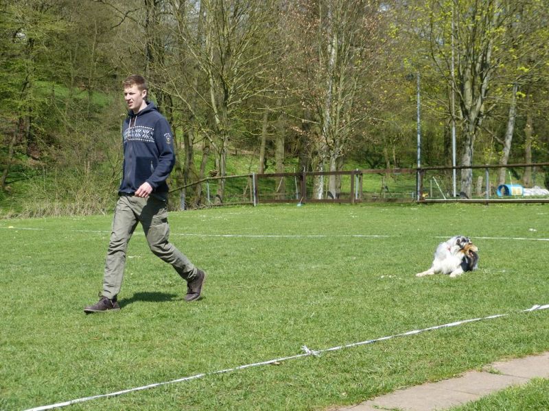 Obedience Prüfung 2015