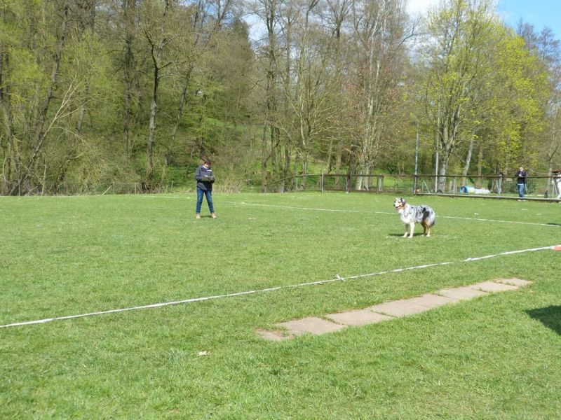 Obedience Prüfung 2015