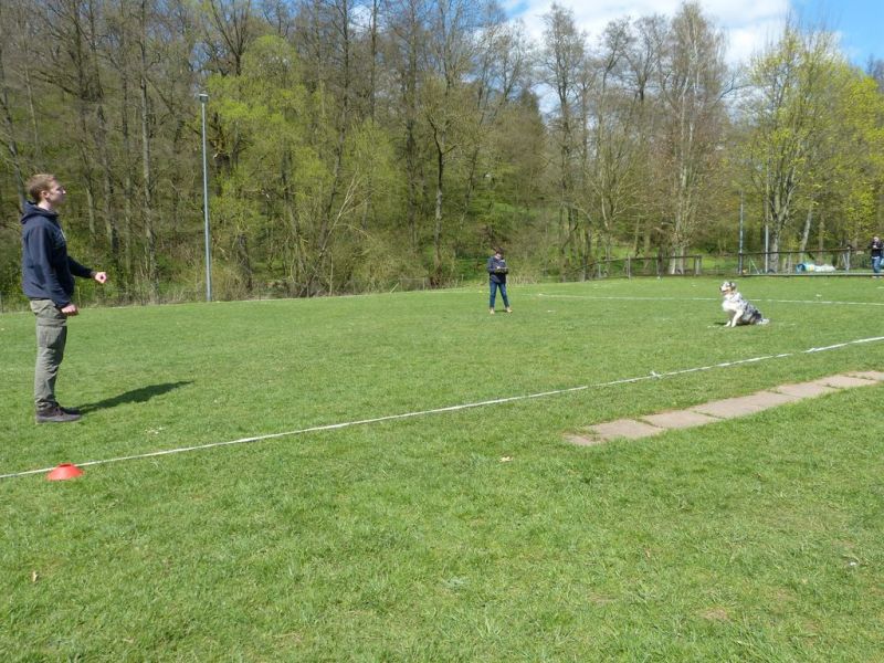 Obedience Prüfung 2015