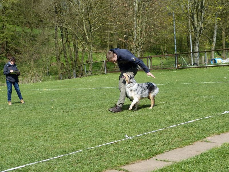 Obedience Prüfung 2015