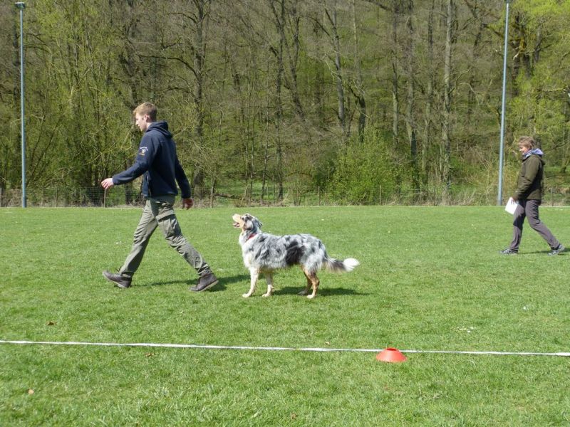 Obedience Prüfung 2015