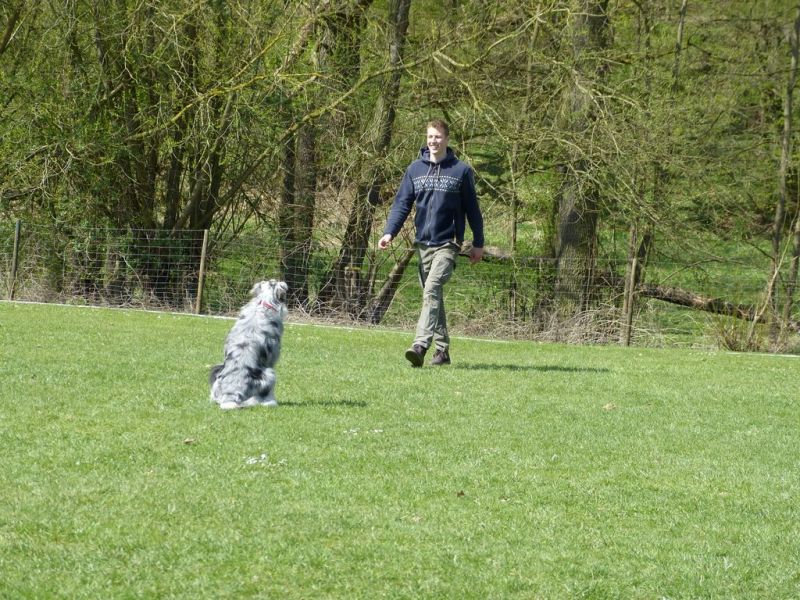 Obedience Prüfung 2015