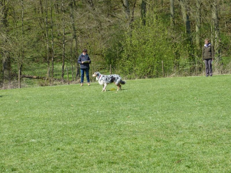 Obedience Prüfung 2015