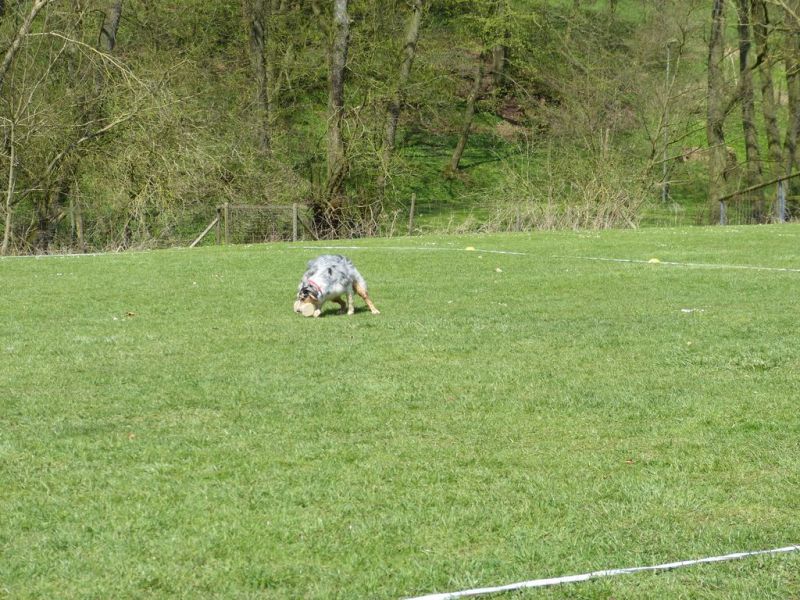 Obedience Prüfung 2015