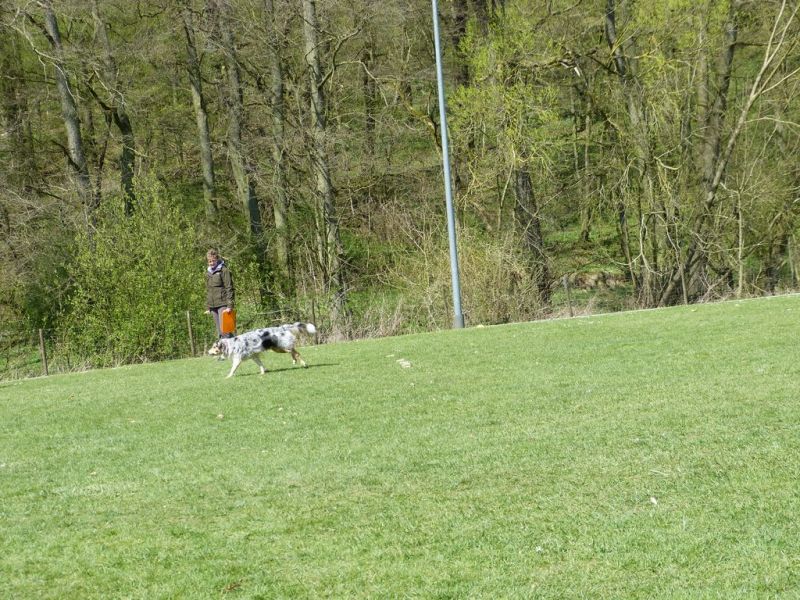 Obedience Prüfung 2015