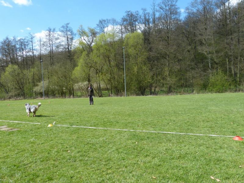 Obedience Prüfung 2015