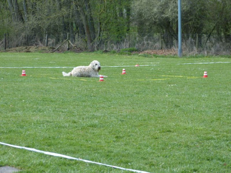 Obedience Prüfung 2015