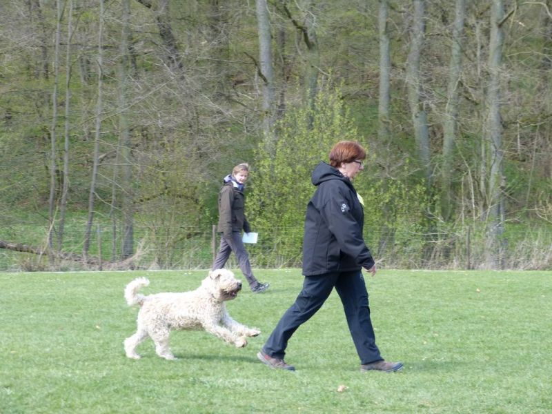 Obedience Prüfung 2015