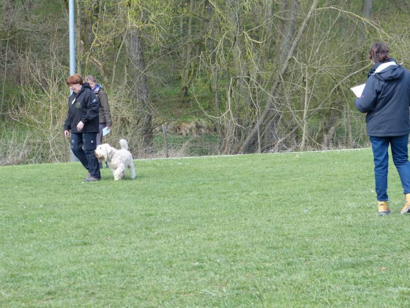 Obedience Prüfung 2015