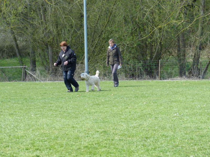 Obedience Prüfung 2015