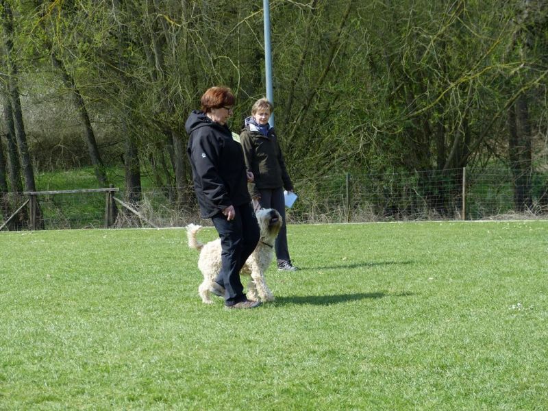 Obedience Prüfung 2015