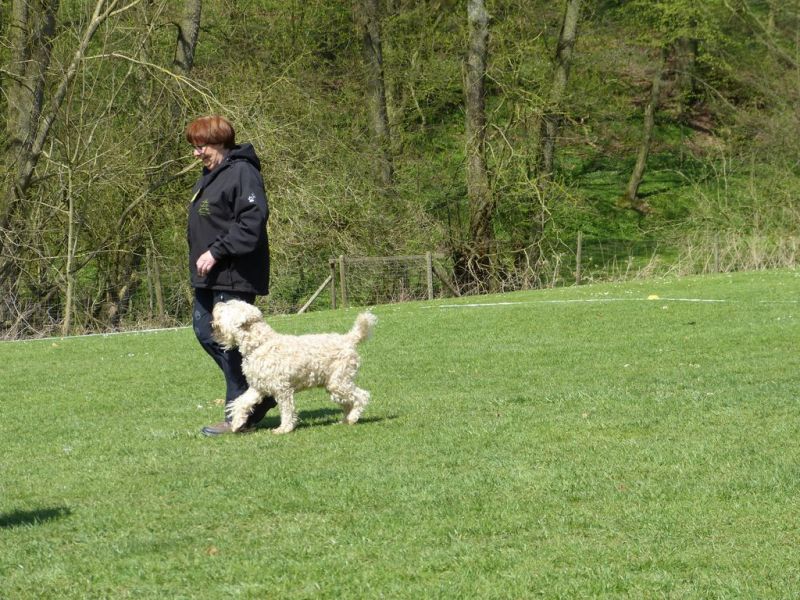 Obedience Prüfung 2015