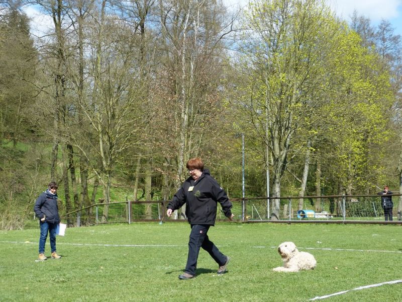 Obedience Prüfung 2015