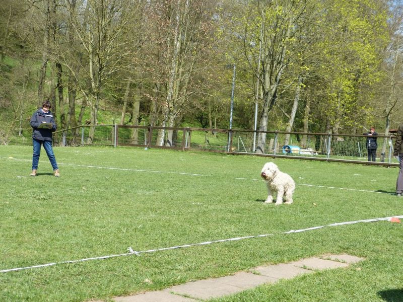 Obedience Prüfung 2015
