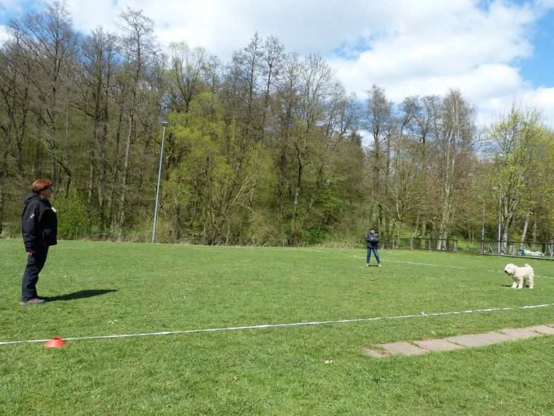 Obedience Prüfung 2015