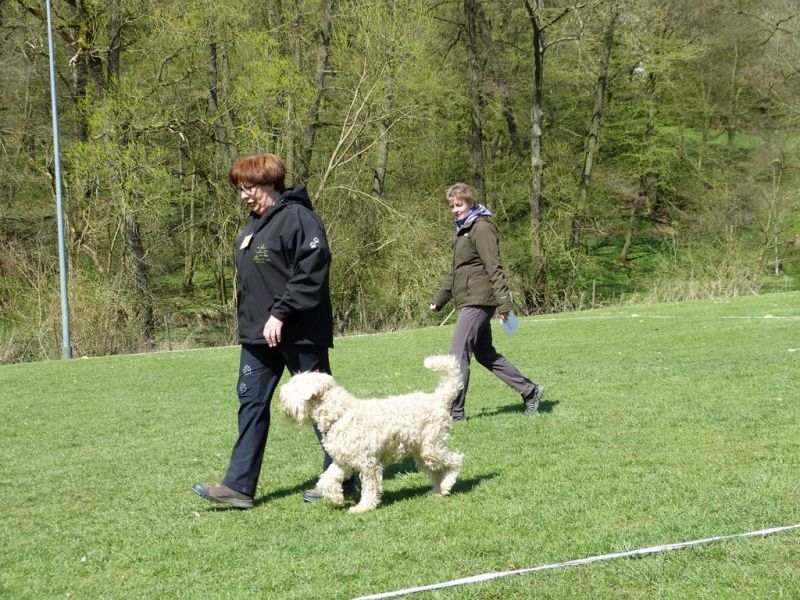 Obedience Prüfung 2015