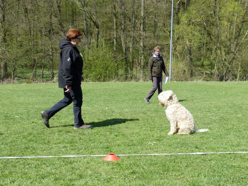 Obedience Prüfung 2015
