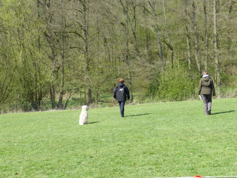 Obedience Prüfung 2015